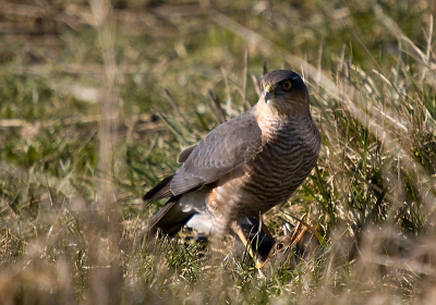 Een paar weken geleden pakte deze mannetjes Sperwer een Merel vlakbij de auto.Enigszins verscholen tussen de grassprieten was het moeilijk om hem vrij in beeld te krijgen.
Toch redelijk gelukt en ik ben dan ook erg blij met deze opname.