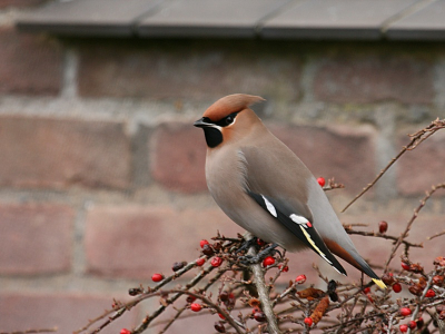Elke keer weer geniet ik opnieuw nog van de leuke waarneming van de Pestvogel in Velp.  Best wel blij met dit "standaard " plaatje.