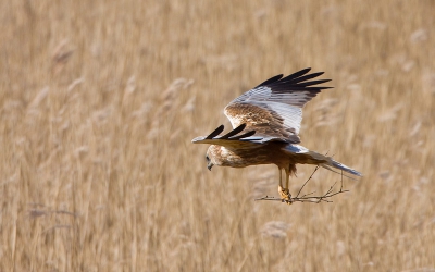 Deze Bruine Kiekendief was samen met zijn partner druk bezig, het is immers lente. En het is leuk om eens wat meer te zien van de bovenzijde van deze mooie vogel.