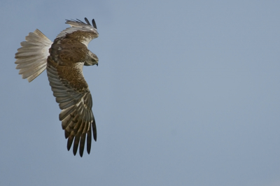 weet iemand misschien wat dit voor roofvogel is, hij is genomen in zeeland 2 jaar terug en elke keer als ik deze foto tegen kom denk ik wat is dat voor roofvogel, het zal wel iets gewoons zijn, ik heb op internet gezocht, maar er zijn van de diverse bekende vogels zoveel diverse kleurschakeringen dat ik er niet uitkom.