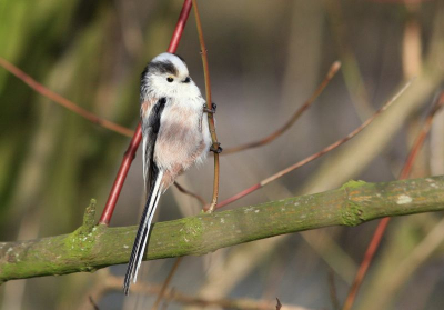 Soms heb je geluk: de vogel dook precies op waar ik hem wilde hebben.