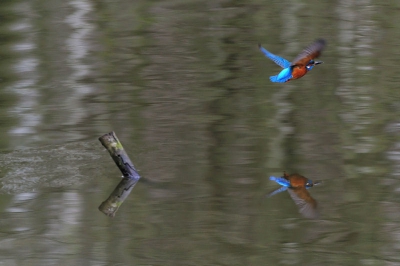 Ijsvogel in vlucht.
Deze foto plaats ik omdat de Ijsvogel het de afgelopen winter heel moeilijk heeft gehad. En zo vaak zie je geen foto van een ijsvogel in vlucht.