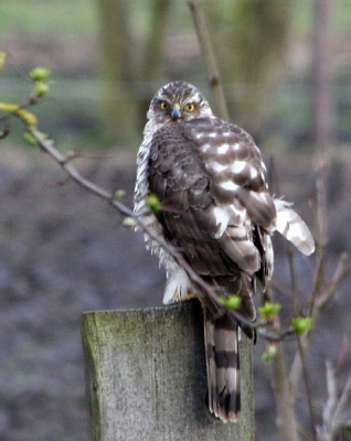 Vanmorgen werd ik verrast door een buizerd(?) op een paaltje achter mijn huis. Om hem niet te verschrikken maakte ik deze foto door het raam.