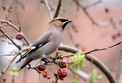 Deze zondagmiddag kreeg ik mijn eertse pestvogels voor de lens wat een mooie en rustige vogels zijn dat.
