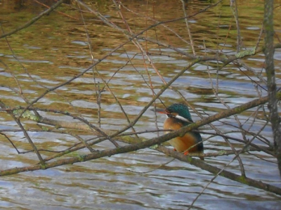 Vanmorgen vroeg er op uitgeweest om een paar mooie foto's te maken van de ijsvogel. En hier het resultaat. ;)
