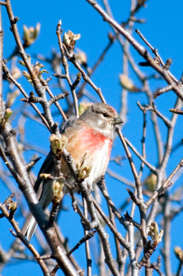 Tijdens bezoek aan de Extremadura was dit n van de 'kleine' vogeltjes die er eens goed voor ging zitten..