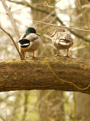 Wilde Eend is natuurlijk niet zo bijzonder. Maar dat dit stel 3 meter hoog in de boom zat vond ik zelf toch wel apart. Ik verneem wel of dit bijzonder is of niet.