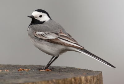 Deze witte Kwikstaart zat heerlijk aan z'n lunch. Bij het zien van m'n lens werd er keurig geposeerd. Lijkt me een leuke eerst foto om mee te beginnen op PB.