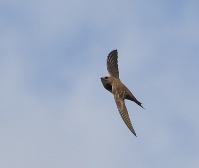 Is een dwaalgast, kwam snel overgevlogen bij wisselvallig weer.
Dit is onze eerste post op birdpix en meteen al een zeldzaamheid. Witte hals- en borstvlek duidelijk te zien.