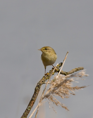 Klopt mijn determinatie? Of is het een TjifTjaf? Of nog iets anders ....

Foto is genomen bij het Markiezaatmeer. Vanuit vogelschuilhut Hildernisse. Veel water, riet en wilgenachtige boomen.