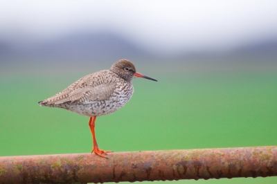 Deze foto gister morge genomen tussen de buien door in de arkemheense polder.