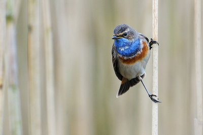 Ze zijn moeilijk te vinden bij het gure weer van gisteren.
Als het zonnetje schijnt is het makkelijker dan zingen ze uit volle (blauw)borst.
Ik ben er toch blij mee!