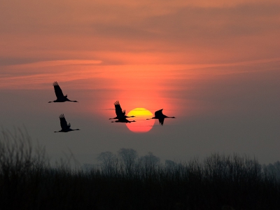 Veel kraanvogels trekken nu naar Zweden. Deze sfeeropname is gemaakt bij zonsopkomst in Zuid zweden.