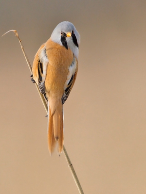 dit Baardmannetje zat mooi vrij in het ochtendzonnetje.