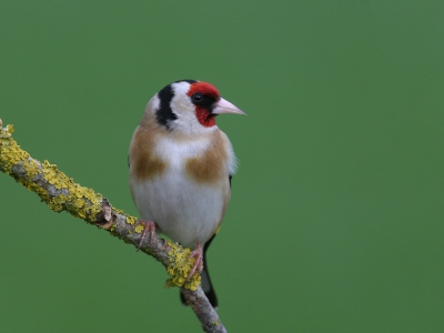 Deze Putter poseerde zodanig voor de, wat saaie, achtergrond van een ingezaaid graanveld dat het een beetje een statieportret is geworden.