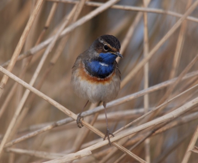 eindelijk eens een blauwborst die wel wilde poseren.