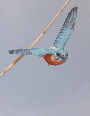 Eindelijk heb ik een vliegende ijsvogel kunnen platen! Superscherp is hij niet en mijn bewerking is ook matig, maar ik ben er wat blij mee.
