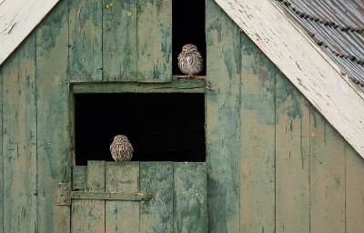 Altijd kijk ik bij knotwilgen, oude schuren enz, in de hoop een steenuil te zien. Laat ik nu vanmorgen op een plek waar ik nooit kom, twee van die beestjes zien. Mijn dag kan niet meer stuk, wat een energie krijg je daar van!