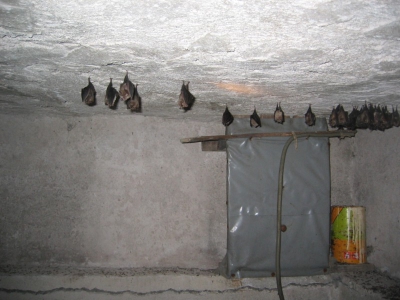 Ze zaten overigens in een oude kelder onder een van de huisjes bij de camping. Misschien kan deze helpen bij de determinatie.