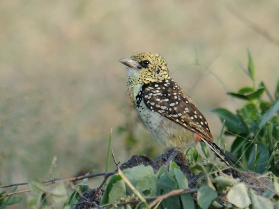 Bij de Speke Bay lodge zat deze Usambiro baardvogel. Ik heb hem kruipend benaderd en zo vast kunnen leggen.