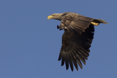 Net terug van een weekje Oderdelta met Martijn de Jonge (+ collega-fotografen),waar we foto's hebben gemaakt tbv een publiciteitsproject om kleinschalig ecotoerisme in het gebied rondom Stepnica (Oderdelta) te promoten.
Als onervaren vogelfotograaf leek het me slim om me laag in te zetten. Vanaf een dobberend bootje een razendnelle vogel 'vangen'leek me moeilijk genoeg.  Het streven was om vooral een leuke week te hebben en minstens n scherpe zeearendfoto, geheel in beeld. Both missions accomplished ;)