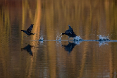 Conflict tussen een meerkoet en waterhoen.

gr Bas