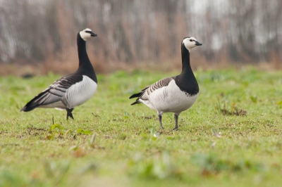 hier mijn eerste foto op birdpix. ik hoop veel te leren van jullie reacties.

Deze brandganzen gingen we besluipen. Ik samen met een vriend. Op een gegeven moment konden we merken dat we op de vluchtafstand kwamen. We bleven laag in het gras. maar ze bleven ons in de gaten houden.

Canon 450D met Canon 70-300 IS USM