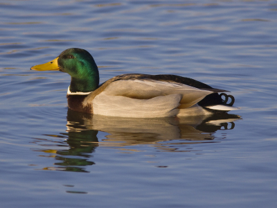 Tijdens de zoektocht naar de Smienten zat deze wilde eend mooi in het ondergaande zonnetje te dobberen.
Wellicht een erg veel voorkomende en daardoor minder interresante vogel voor velen maar toch zeer fraaie kleuren en zeg nou zelf: Als deze vogel maar heel af en toe te zien zou zijn was het toch een plaatje?