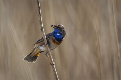 Ook ik ben afgelopen week achter de Blauwborsten aan geweest. Deze kwam hl even hl dichtbij zitten! Snel 3 foto's kunnen maken, waarvan deze de beste was.