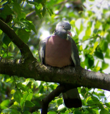 Heb eindelijk een betere manier om te Digiscopen, en het resultaat is dacht ik ook wat beter dan de vorige...

Nikon Spottingscope XL---Kodak Easyshare Ls443