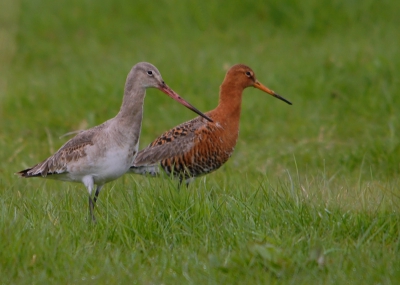 Tijdens een rondje door de polder kwam ik opeens een prachtige Rosse Grutto tegen!
En toen er ook nog een 'gewone' naast kwam staan kon ik meteen de verschillen eens goed bekijken.
Ik heb er een tijdje van kunnen genieten.
Voor mij de eerste keer dat ik deze fraaie soort heb gezien.

Groet, Jef