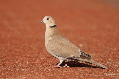 Mijn eerste foto op birdpix sinds de aanschaf van mijn 1ste DSLR op 14 maart j.l. De foto is gemaakt in het winkelcentrum van 't Harde. Deze Turkse Tortel deed zich samen met o.a Huismus, Vink, Heggenmus, Kauw en Merel te goed aan brood(?)kruimels alhier. Deze foto is gemaakt met de zon in de rug, terwijl ik met m'n rug tegen een paaltje geleend zat.