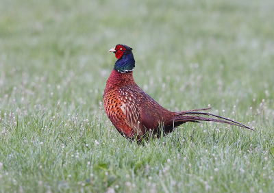 In de vroege ochtend stond deze met twee hennetjes heerlijk in het weiland.