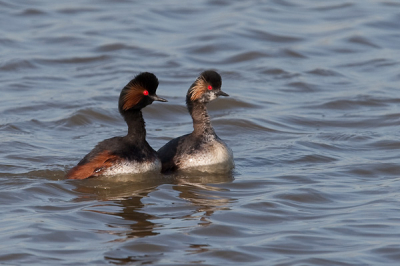 Met het nodige geduld konden we het koppeltje geoorde futen vastleggen vanuit de vogelkijkhut "De blikken" in Zeeland. Prachtige dieren, op deze foto kan je duidelijk het kleurverschil in het verenkleed zien tussen man en vrouw.