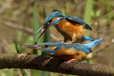 Over de ijsvogelparing en het bijbehorend ritueel doen prachtige verhalen de ronde... 
Het mannetje verleidt  het vrouwtje met een zelf gevangen visje. 
Zodra het vrouwtje het vis accepteert verklaart zij zich paringsbereid en kan het echte spel beginnen.

Ik zag de bui dan ook niet helemaal hangen toen het vrouwtje rustig op een takje zat. Uit het niets dook er een mannetje op en zonder enige overleg begon de paring. Niks visje, niks 'playing hard to get', maar desalniettemin......fantastisch om te mogen zien n fotograferen!