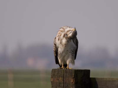 Deze Buizerd stoorde zich niet aan mijn aanwezigheid en was zich heerlijk aan het schoonmaken, waarbij verschillende leuke poses werden aangenomen. Dit is er 1 van.