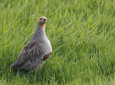 In de uiterwaarden een paartje Patrijzen met een zeer alert haantje dat regelmatig stond te roepen.