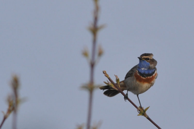 Een schuw vogeltje liet zich goed zien.
De foto vind ik het plaatsen waars daar dit vogeltje vrij moeilij is te fotograferen.