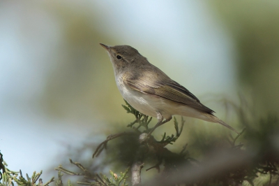Vogel op doortrek. Liet veelvuldig de karakteristieke roep horen, totaal verschillend van de roep van Westelijke bergfluiter.