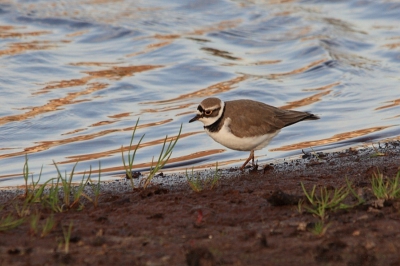 twee pleviertjes zijn te vinden aan de westzijde van Rijssen (Akkerdijk).
hier vind je ook geelgorzen, tureluurs, grutto's, scholekster ... en nog veel meer mooie vogels