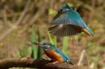 Nooit geweten dat een (ijs)vogelparing zo'n quickie is......
Het ene moment zit het vrouwtje nog alleen op haar takje en voor je het weet zit ze weer alleen. 
Maar 'gelukkig hebben we de foto's nog', zodat je mooi kunt zien hoe het mannetje een fractie van een seconde zijn positie bepaalt, alvorens tot de actie over te gaan.
