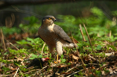 This male sparrow hawk caught starling and was  so busy with his dinner, that let get me closer.