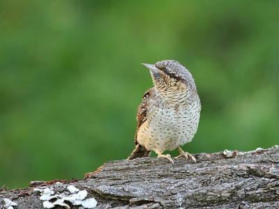 Gisteren de vogel alleen gehoord. Vandaag na vele uurtjes van geduld het fraaie beestje van dichtbij mogen waarnemen. Prachtige ervaring!