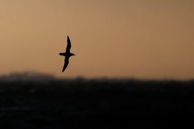 Deze foto om even weer in de juiste stemming te komen. Morgen breng ik een hele dag op zee door en de camera gaat natuurlijk mee.
Wat een tocht was het in november!