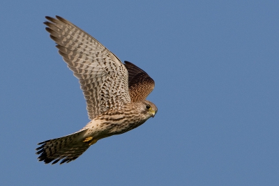 Uit de "oude" doos. Een torenvalk die staat de bidden naast de trektelpost van de Natuur en Vogelwacht Culemborg. Bij een biddende vogel is het heel prettig als je camera een drive stand heeft. Veel foto's hadden een verkeerde vleugelstand waardoor er schaduwen op belangrijke delen van de vogel vielen.