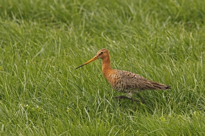 Nu het mooie weer echt door lijkt te zetten zijn de weidevogels in grote getalen aanwezig. Geprobeerd de grutto alleen in beeld te krijgen met toch zijn omgeving erbij. Hier is dat aardig gelukt. Iets een uitsnede gemaakt (95%) om een stukje van een andere grutto buiten de plaat te houden.