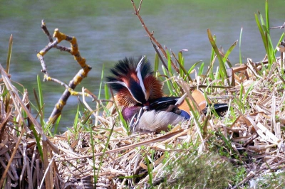 just another angle of vision to this beautiful bird.In Lithuania is rarely seen free, so I was lucky