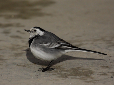 In the  beginning of February in my local patch,Pylaia. During the winter can be many of them observed here. At the time they are very rare!