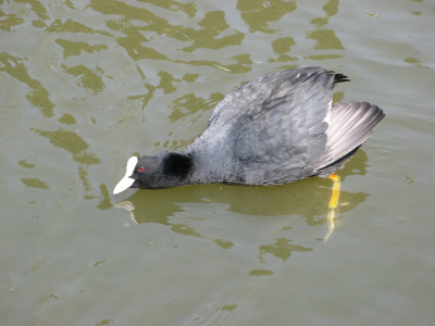 Deze meerkoet was een beetje aggresief toen ik deze vogel een beetje in de wegliep geloof ik 
Zijn vrouwtje zat te broeden