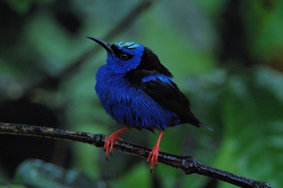 Deze suikervogel nat van de regen vastgelegd in de tuin van ons hotel in La Fortuna, Costa Rica.
Tot nu toe alleen actief geweest op Nederpix. Voor onze reis naar Costa Rica een Nikon 300mm/F4 met 1,4 converter aangeschaft. Conclusie: vogelfotografie is ook erg leuk.